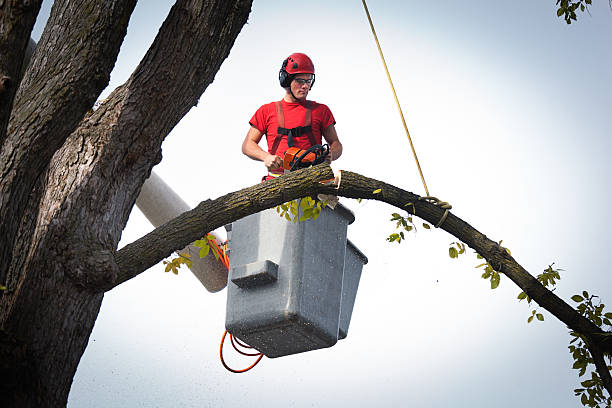 Residential Tree Removal in View Park Windsor Hills, CA